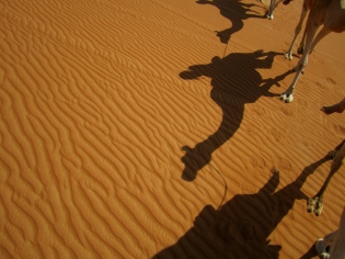 Camel shadow